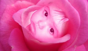 PETALOS