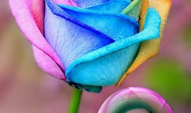 fotomontaje-rosamulticolor