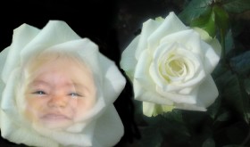 rosa
