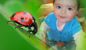 700-864718ÐÂ© Martin RuegnerClose-Up of Ladybug