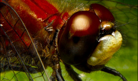macroshots-01