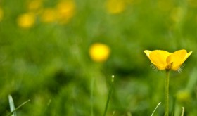 Profundidad de campo en Fotografía floral-01